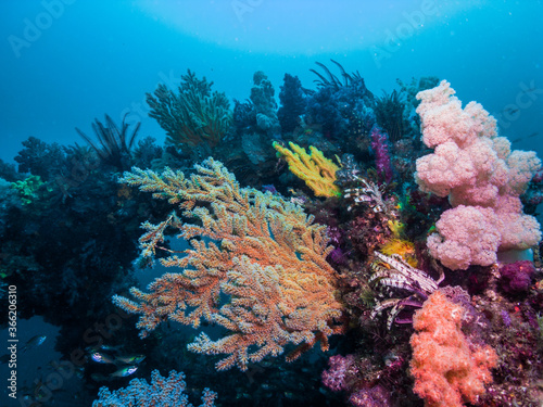 Colorful Soft coral garden. Blue background. Owase, Mie, Japan photo