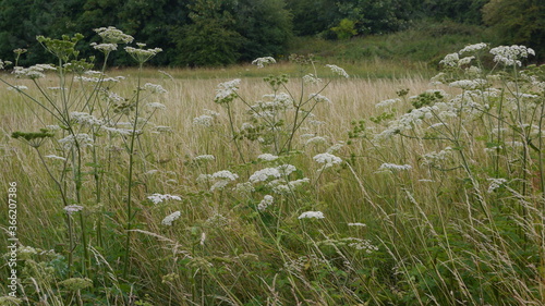 Flowering Cow Parsley Cow Parsnip Giant Hogweed Plant