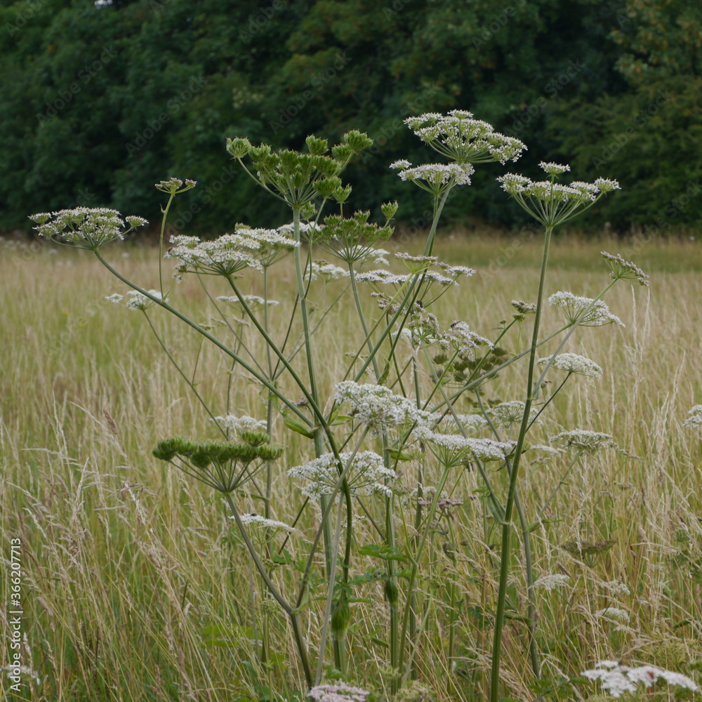 Flowering Cow Parsley Cow Parsnip Giant Hogweed Plant in field Stock Photo Adobe Stock