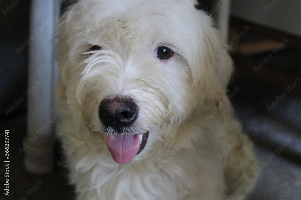 white dog portrait