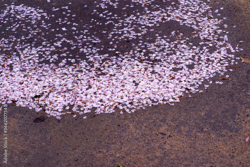 地面に散った桜の花びら