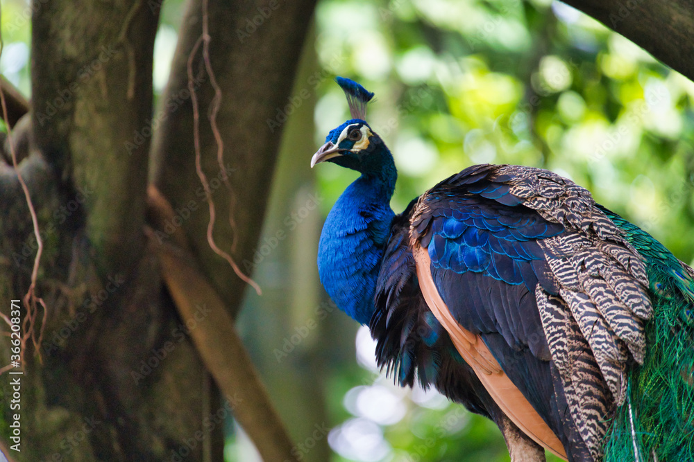 Fototapeta premium peacock in the park