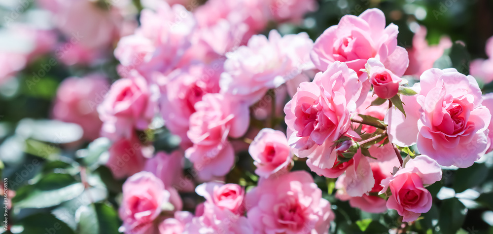 Beautiful pink roses Bonica in the garden. Perfect for background of greeting cards for birthday, Valentine's Day and Mother's Day