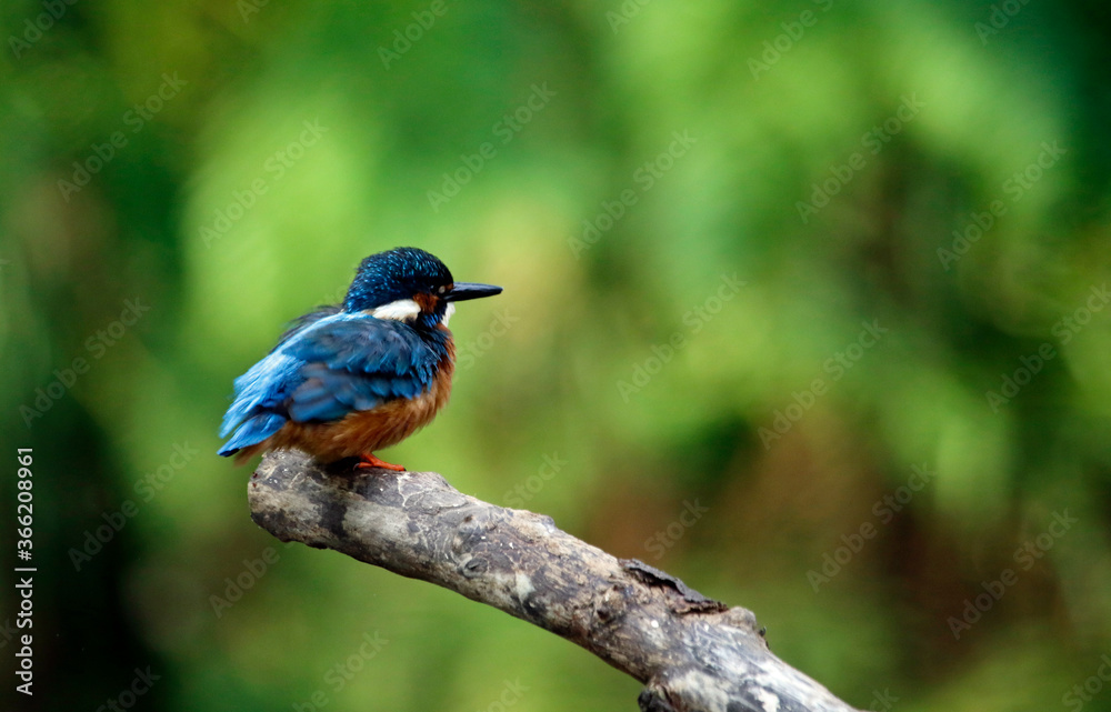 Kingfisher perching, preening and fishing on the river bank Kingfisher perching, preening and fishing on the river bank