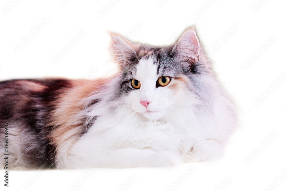 A young purebred long-haired tricolor Norwegian forest cat 10 months on an isolated white background lies and looks away.The color calico.Close up.waist up