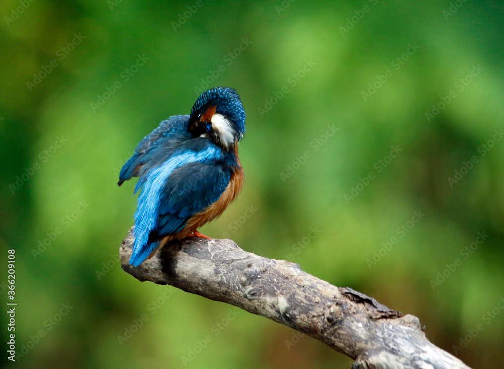 Kingfisher perching, preening and fishing on the river bank Kingfisher perching, preening and fishing on the river bank