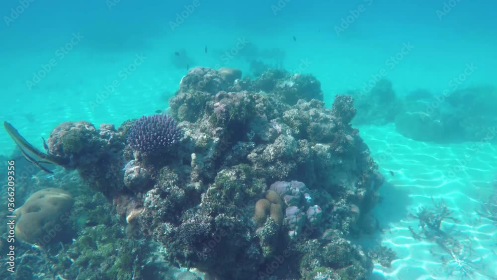 A beauty of underwater world with corals while snorkeling in shallow water. Clear view in transparent water.