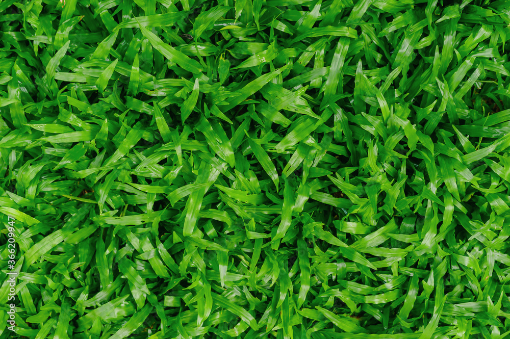 Green grass texture background, Top view of grass garden Ideal concept used for making green flooring, lawn for training football pitch, Grass Golf Courses green lawn pattern textured background.