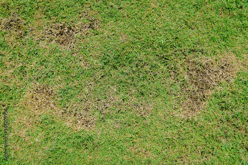 green and yellow grass texture Brown patch is caused by the destruction of fungus Rhizoctonia Solani grass leaf change from green to dead brown in a circle lawn texture background dead dry grass.