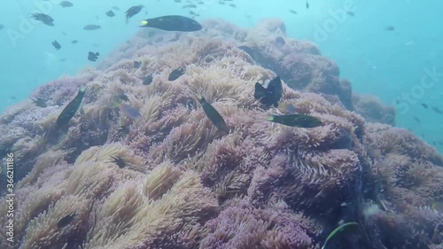 A rock overgrown by sea anemones. A part of the reef with Giant sea anemone (Condylactis gigantea) and small reef fish photo