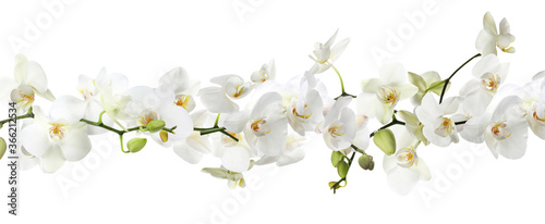 Branch of beautiful orchid on white background. Banner design