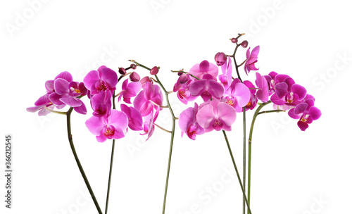 Set of beautiful tropical orchid flowers on white background