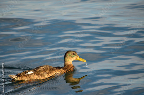 Duck