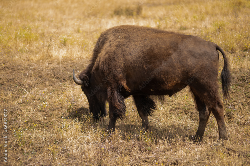 Huge bison eating in the steppe or field, close-up, wildlife Huge bison eating in the steppe or field, close-up, wildlife