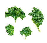 Creative layout made of Kale leaves. Flat lay. Raw Kale curly  salad leaf isolated on white background.