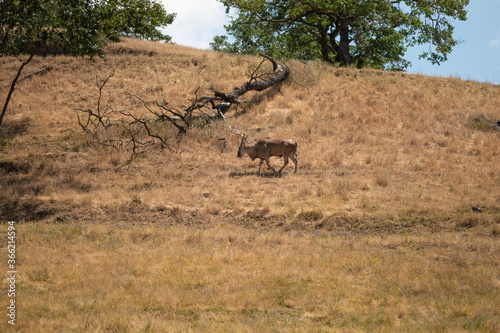 Eland antelope  nature reserve and zoo in the steppe