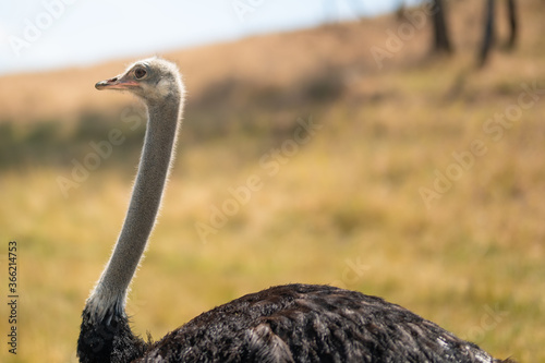 Close-up of an ostrich runs in the wild, Africa