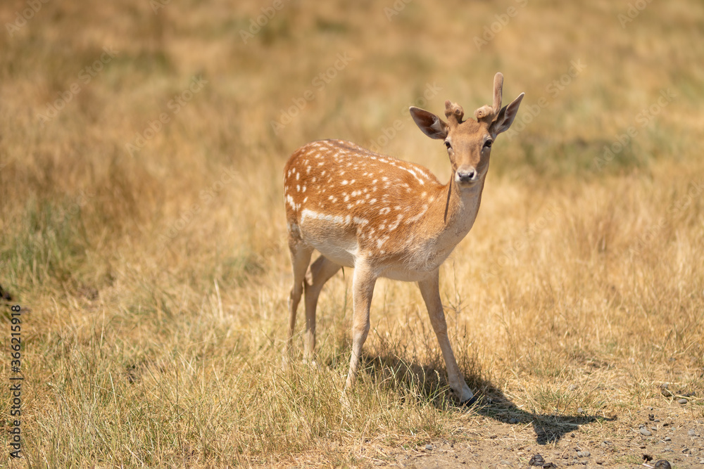 Little deer in a field or zoo or reserve, wildlife in Africa Little deer in a field or zoo or reserve, wildlife in Africa