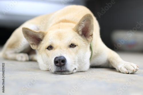 Close-up portrait of dog looking at camera © MRSUTIN