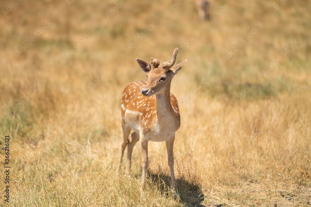 Fototapeta premium Little deer in a field or zoo or nature reserve