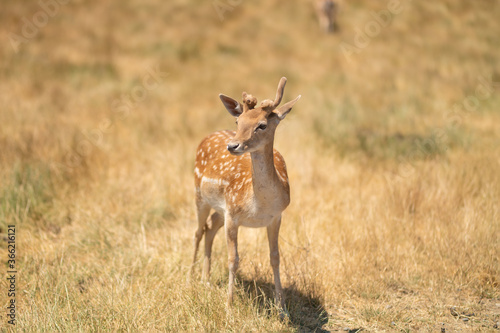 Little deer in a field or zoo or nature reserve