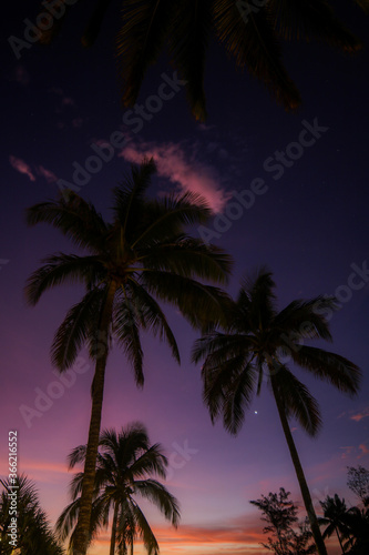 Palm trees on the beach during sunset