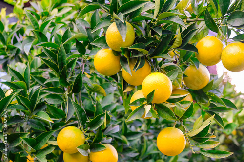 Green lemons growing on a tree, limes hanging from branches. Lemon tree or lime tree. Nature, organic fruit, summer time