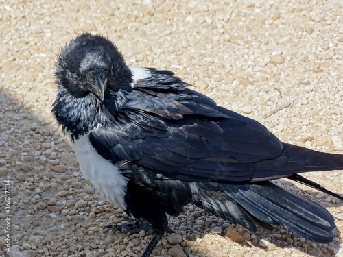 Corvus albus