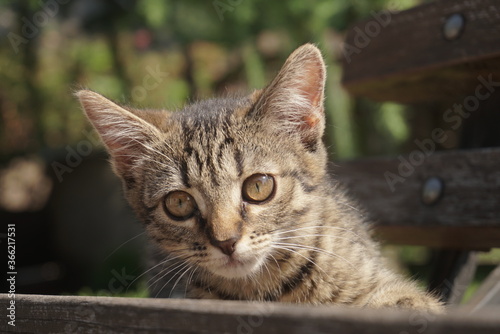 portrait of a small kitten
