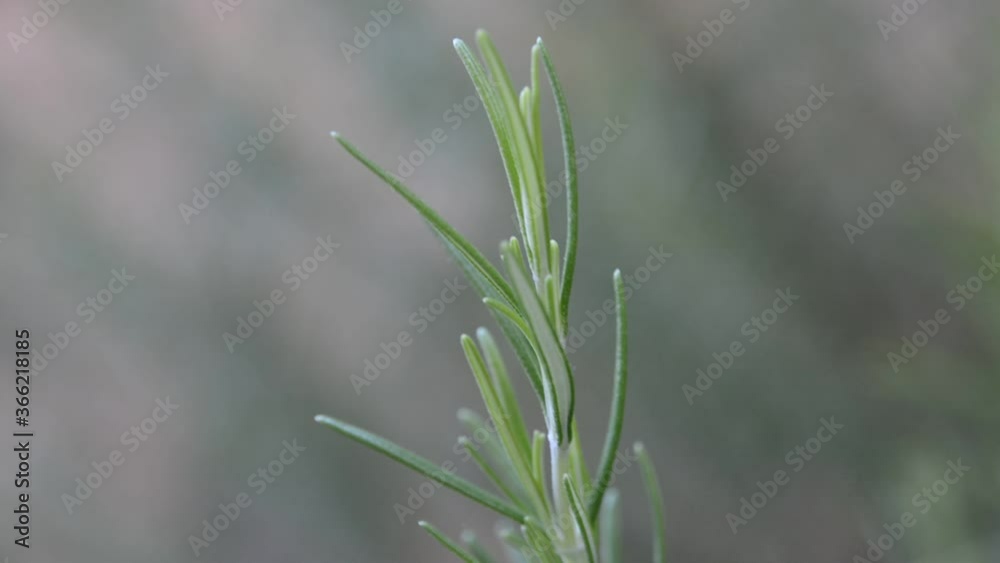 Splendid branch of the aromatic rosemary plant moving to the rhythm of the wind. Rosemary that has antioxidant effects is used as a condiment or for medicinal purposes