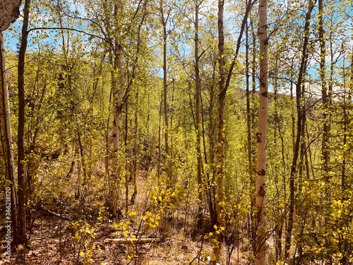 Birch trees in Alaska