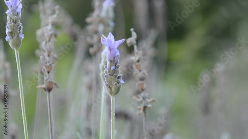 Beautiful intense lilac lavender flower moving to the rhythm of the wind. photo