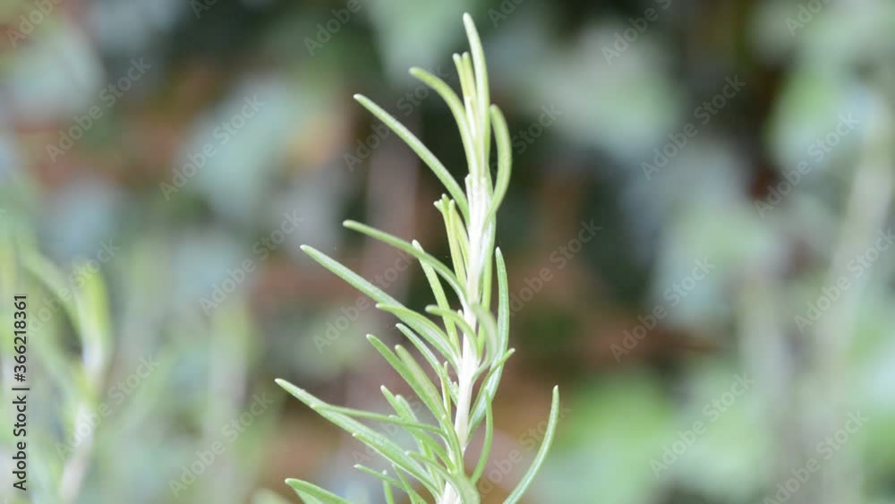 Splendid branch of the aromatic rosemary plant moving to the rhythm of the wind. Rosemary that has antioxidant effects is used as a condiment or for medicinal purposes. Splendid branch of the aromatic rosemary plant moving to the rhythm of the wind. Rosemary that has antioxidant effects is used as a condiment or for medicinal purposes.