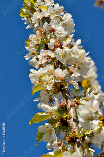 Spring Cherry Blossom, Prunus Cerasus Avium