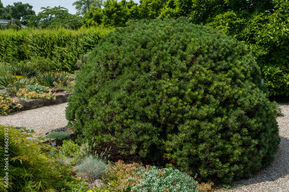 Pinus mugo 'Mini Mops' im Berggarten Hannover Pinus mugo 'Mini Mops' im Berggarten Hannover