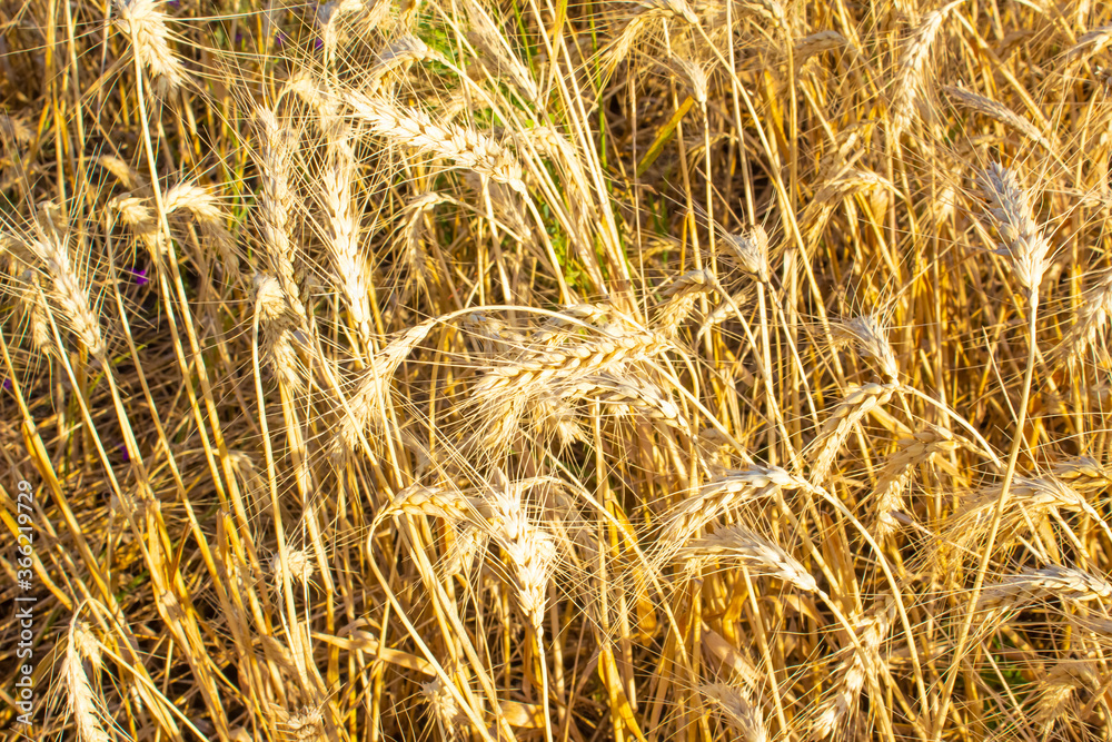 Wheat field close up Wheat field close up