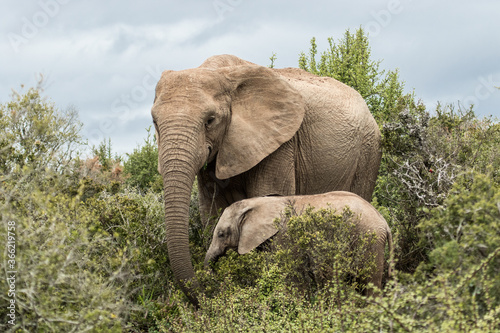 An elephant cow standing close together with her little calf in the thick bushes in Addo Elephant Park, South Africa