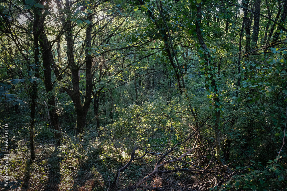 Forêt Forêt