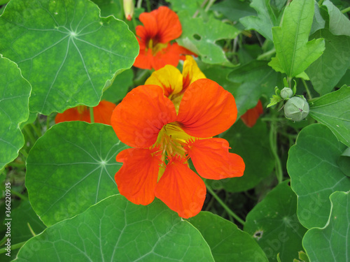 Nasturtium flower and green leaves