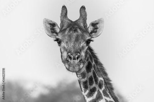 A close up of a curious female Giraffe all focused on the camera.