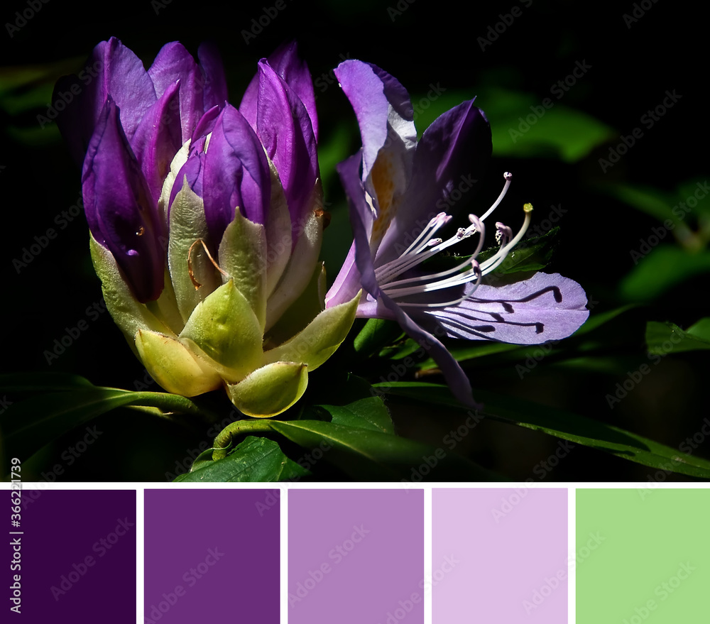 Rhododendron ponticum (pontic rhododendron, Strandzha zelenika) the violet blossom of the