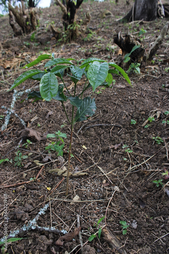 Fototapeta premium Árbol de Café