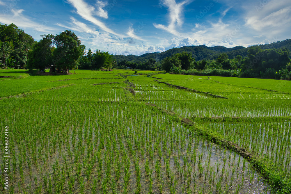 rice field in thailand