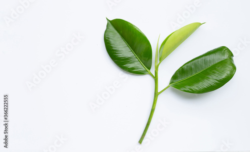 Rubber plant leaves on white background.