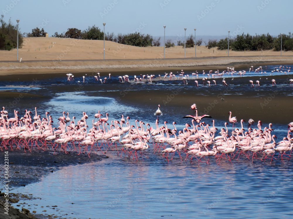 Naklejka premium Phoeniconaias minor