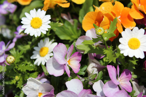 Beautiful daisy  pansy and orange flowers under the sunlight in Osaka  japan