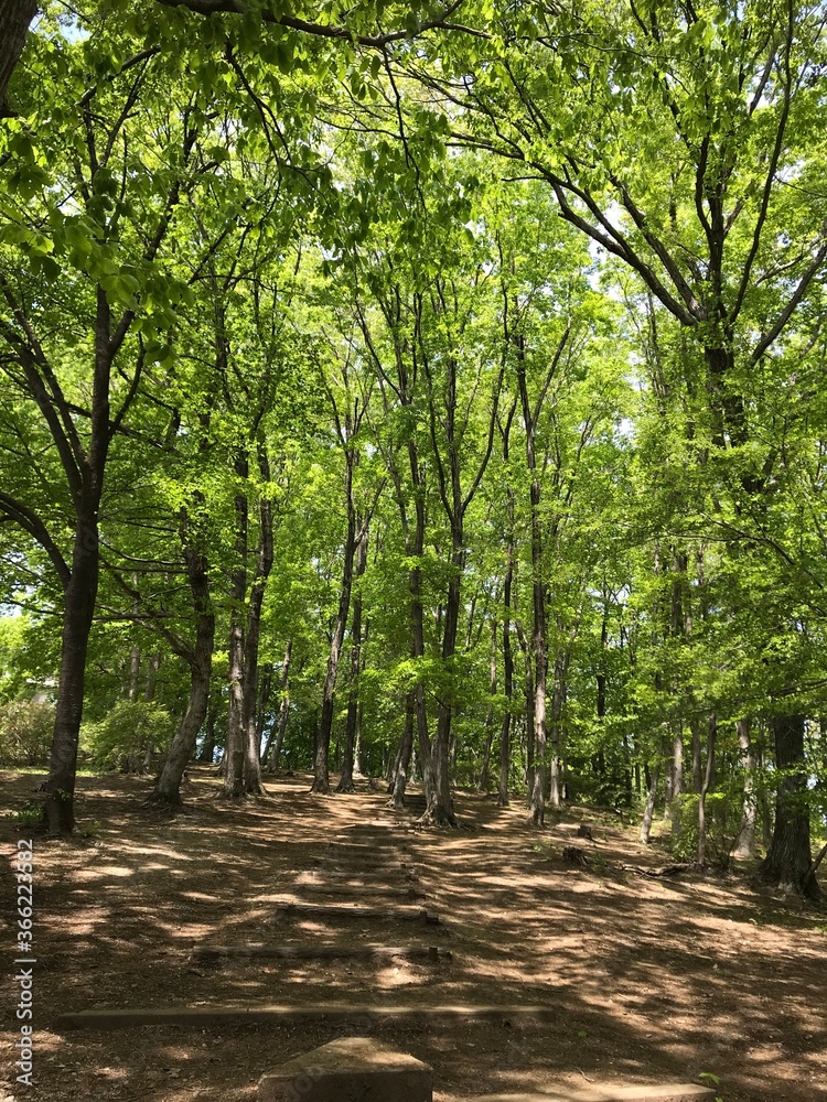 Fototapeta premium path in the forest
