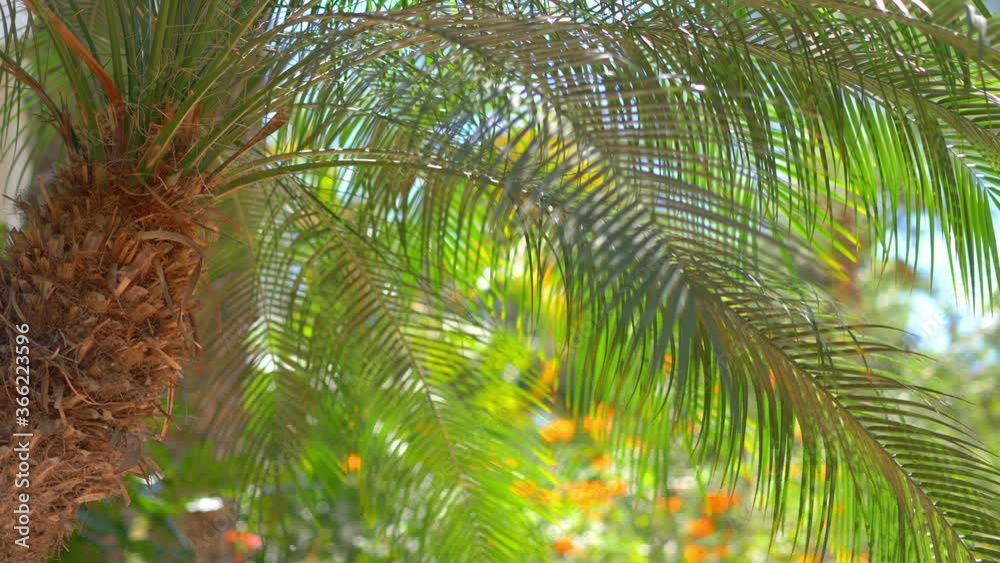 Palm trees background in 4k slow motion 60fps Palm trees background in 4k slow motion 60fps