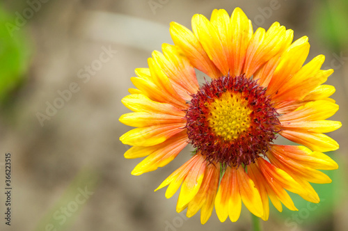 yellow flower on a natural background. calendula blooms. young sunflower © Григорий Юник