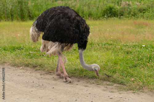 Ostrich bird on a background of green grass, nature